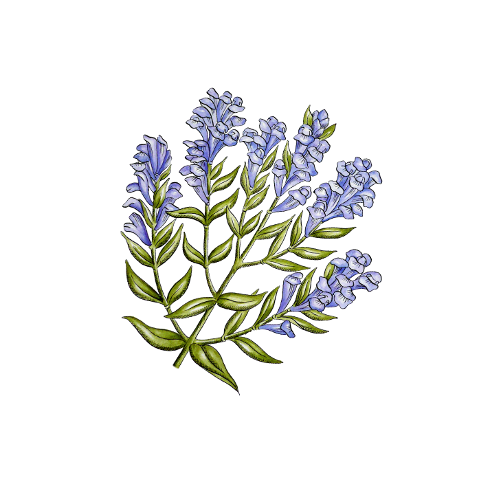 Pravá květina | Serafin byliny