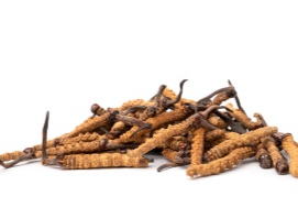 Húsenica čínska – cordyceps | Serafin byliny