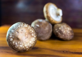 Húževnatec jedlý – shiitake | Serafin byliny