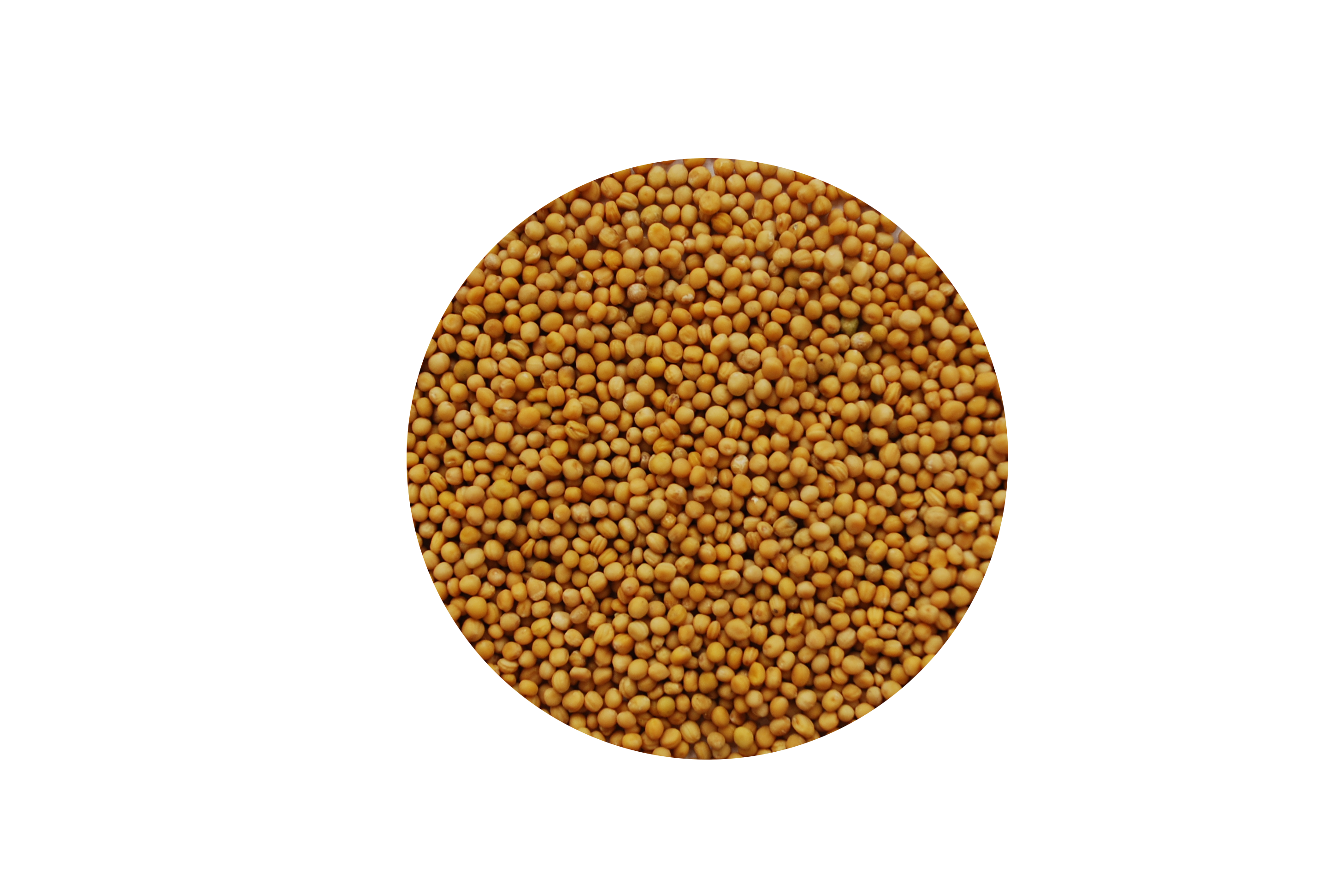 Horčica žlté semienka, bio 55g | Serafin byliny