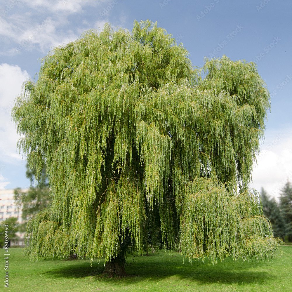 Vŕba biela - Herbář | Serafin byliny